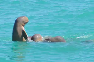 Broome Snubfin Dolphins Eco Cruise