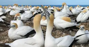 Coast to Coast Eco Tour | Private Tour From Auckland