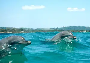 Byron Bay Dolphin Sea Kayak Tour