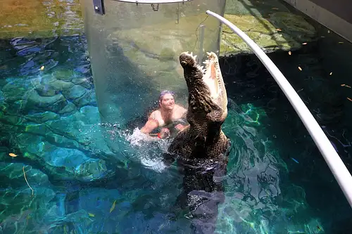 crocosaurus cove
