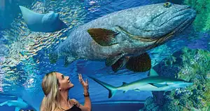 Cairns Aquarium Tickets