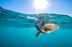 Coral Bay Ningaloo Reef Turtle Encounter.webp