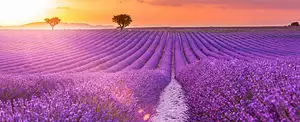 Tour of the Lavender Fields and Gorges du Verdon | From Nice