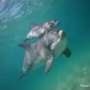 Swim with wild dolphins