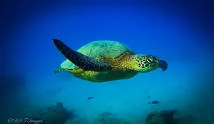 Turtle Canyon Adventure