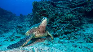 Shallow Reefs Dive Tour