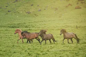 Mountains and Meadows Horseback Tour