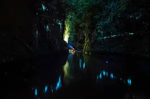 Glowworm tours