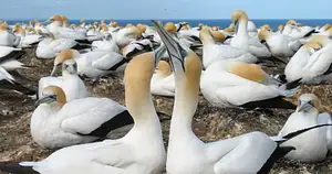 Muriwai Beach & Gannet Eco Tour